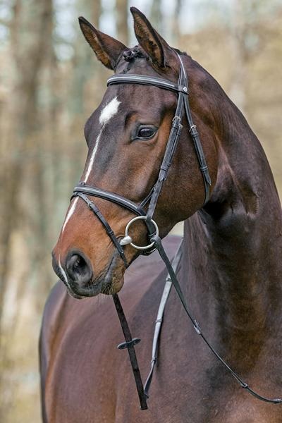 Meteor bridle