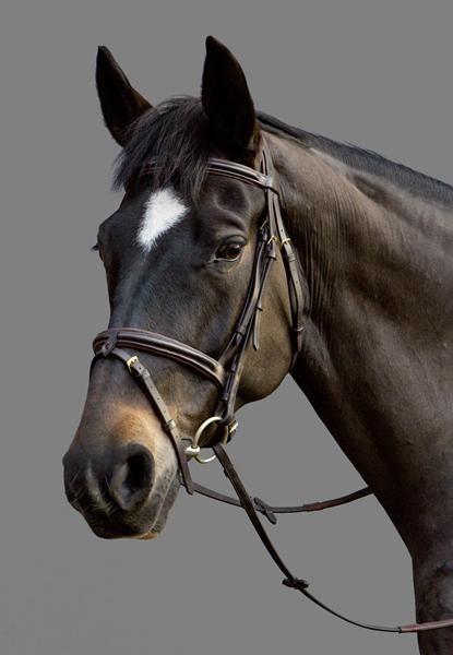 Top select bridle. MH.